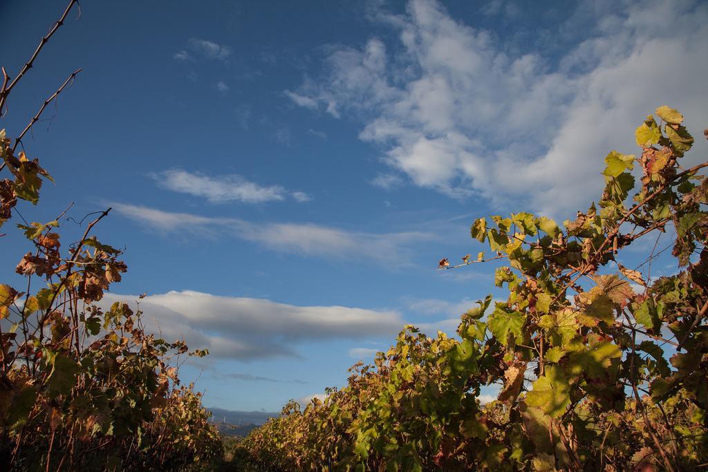 Feudo Vagliasindi -Wine Experience- Guest House Рандацо Екстериор снимка